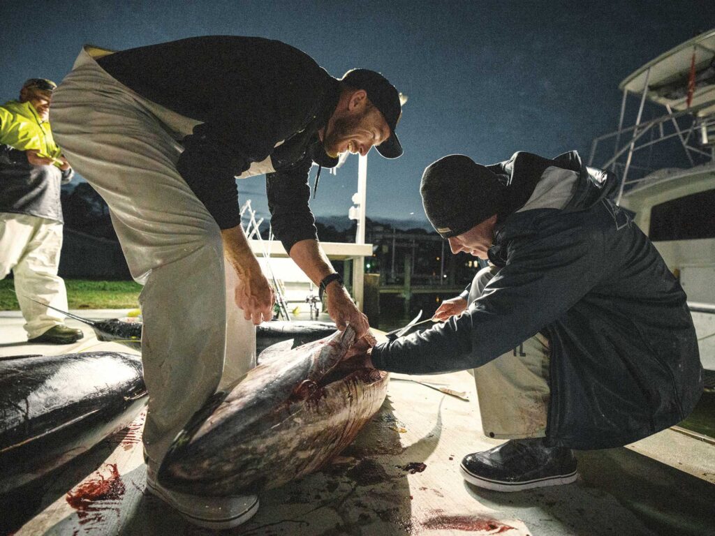Filleting a large tuna