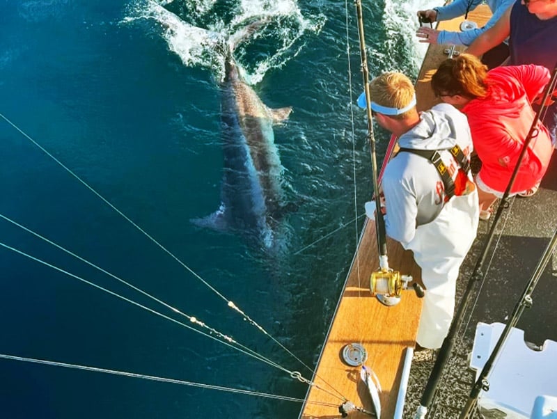 North Carolina blue marlin release