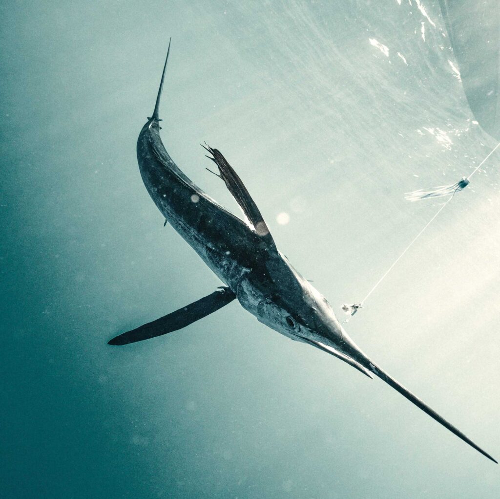 White marlin being reeled in