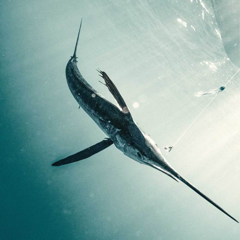 White marlin being reeled in