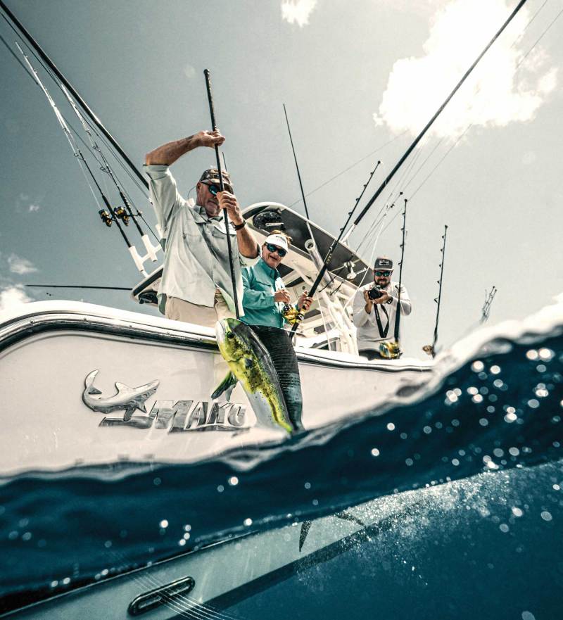 Large mahi gaffed