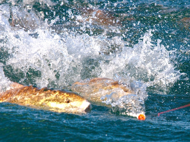 red-drum-topwater-bite Red drum topwater bite