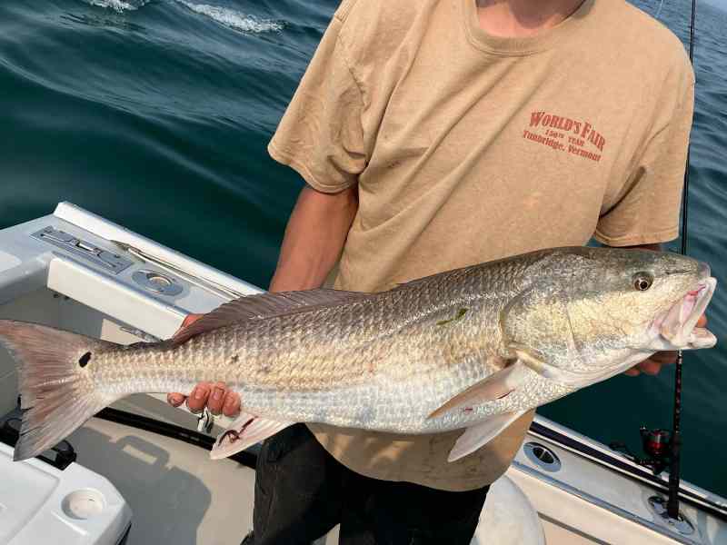 Redfish-CapeCod Angler holds a red drum.