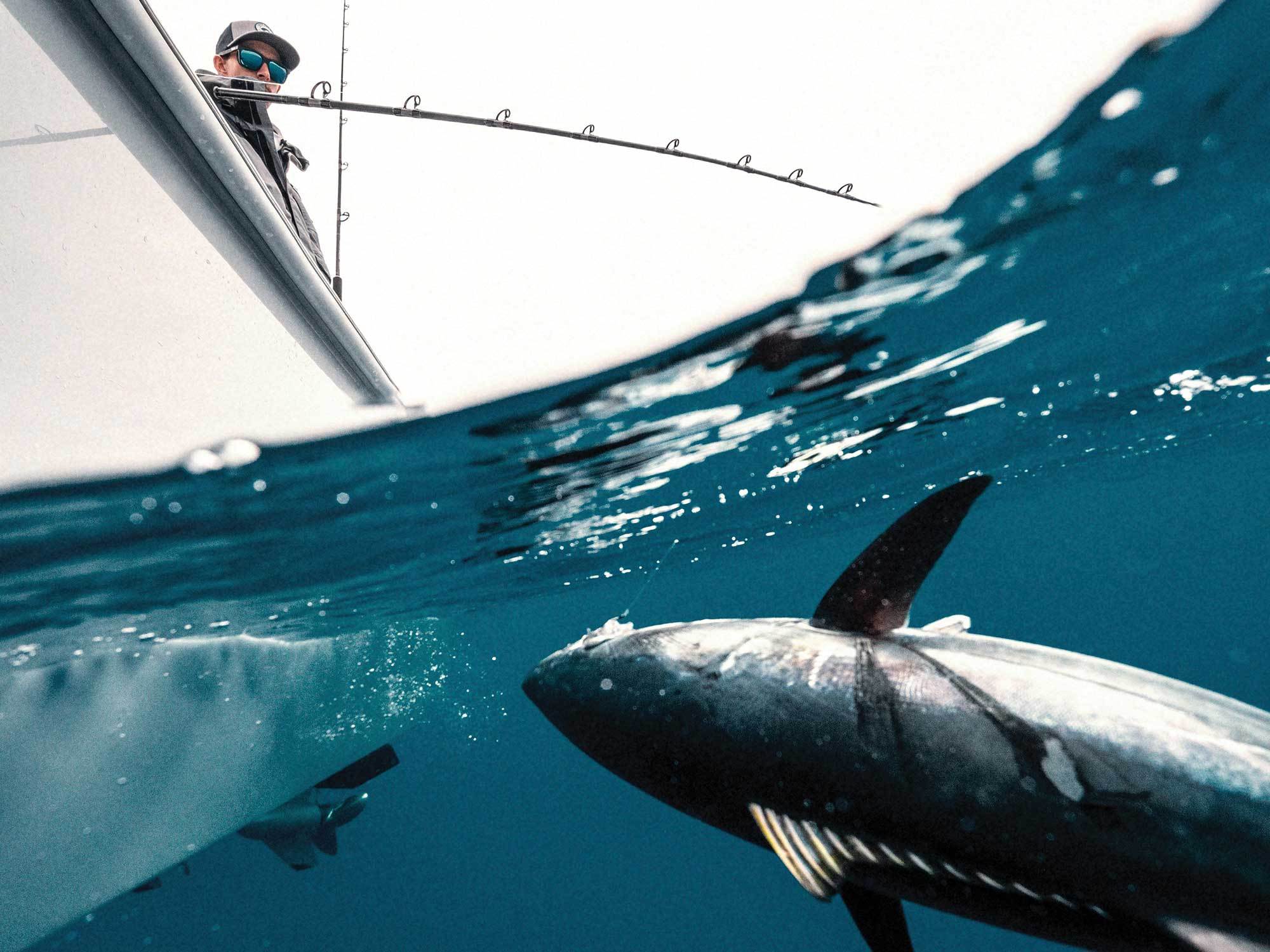 West Coast Rail-Rod Techniques to Catch Huge Tuna