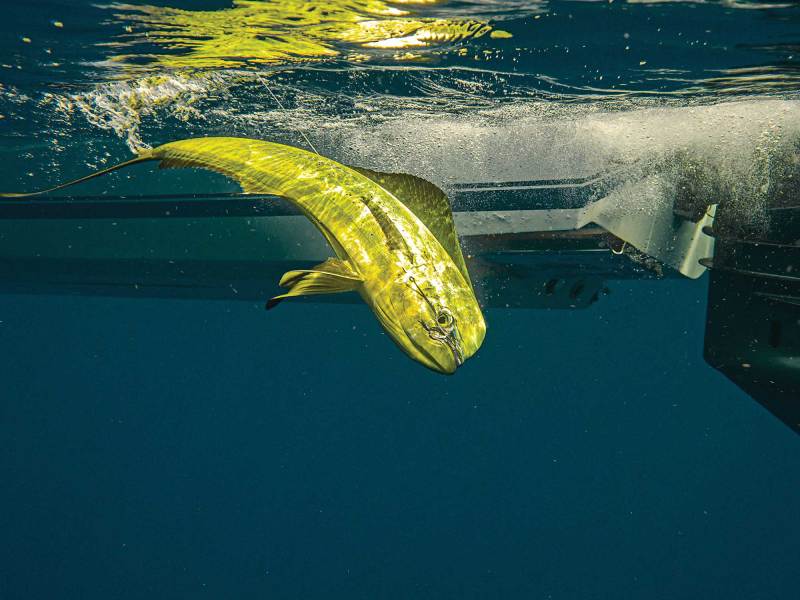 SWS824-Captmac-Dorado-4 Large mahi next to the boat
