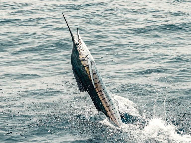 SWS824-GUATEMALA-PFG-4 Sailfish leaping out of the water