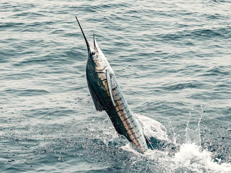 SWS824-GUATEMALA-PFG-4 Sailfish leaping out of the water