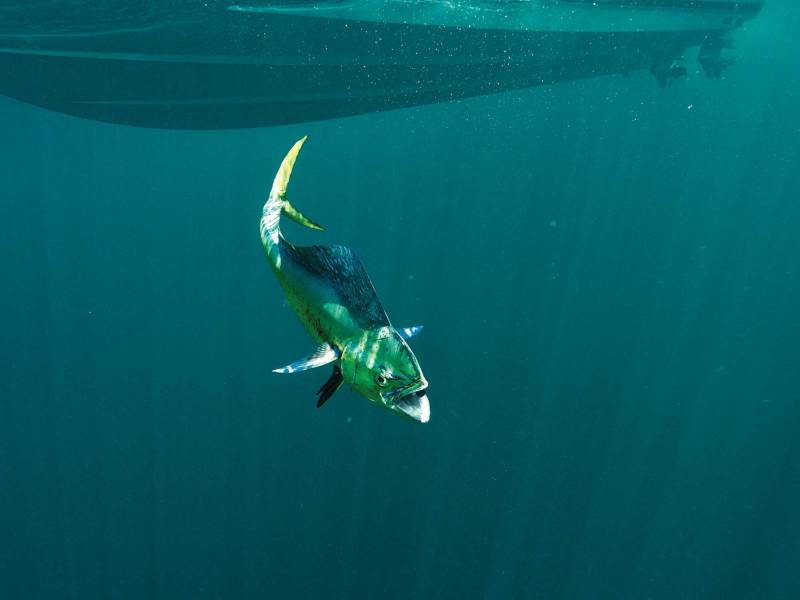 SWS824-second-mahi Mahi under the boat
