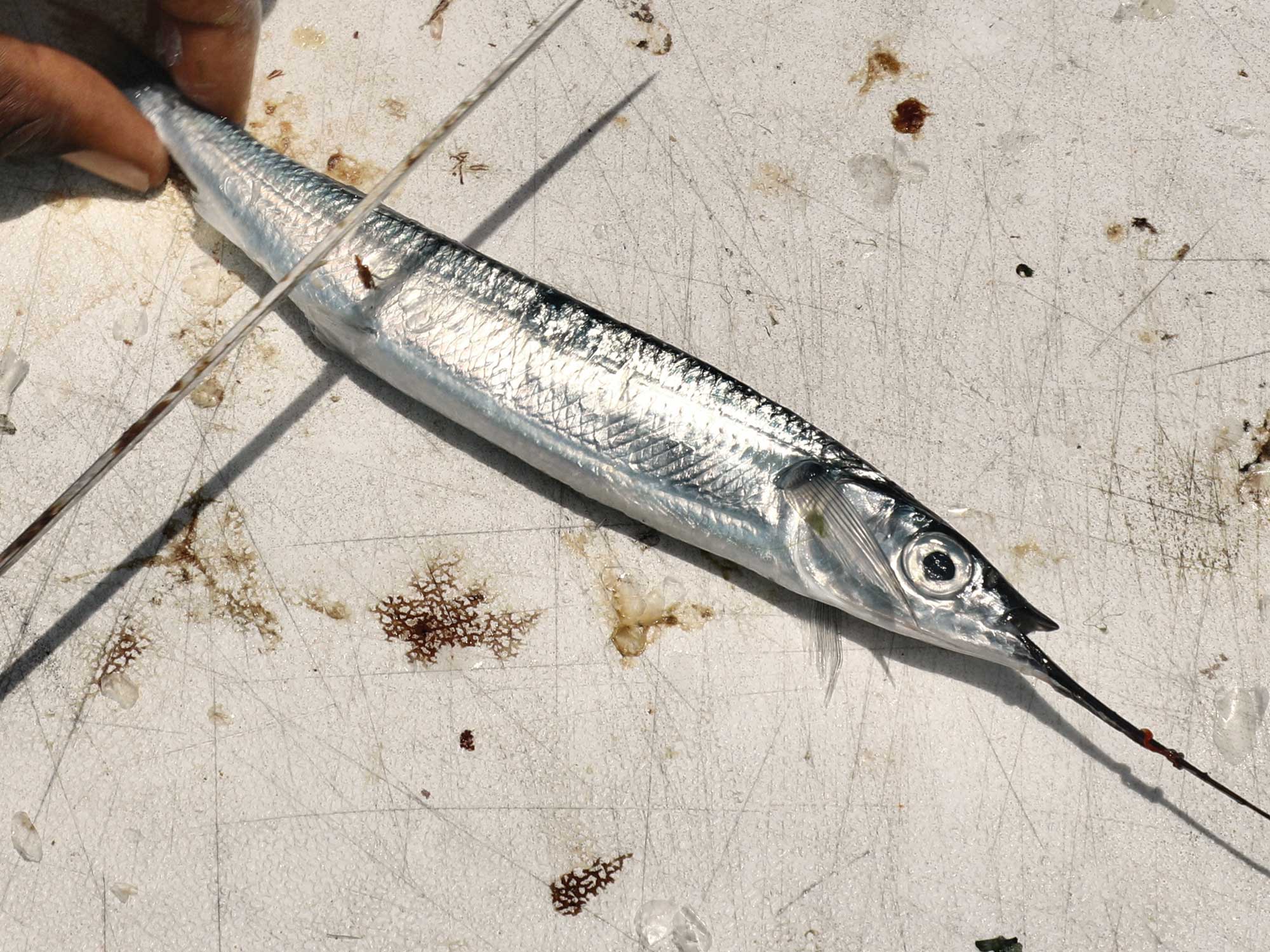 How to Rig a Ballyhoo Plug