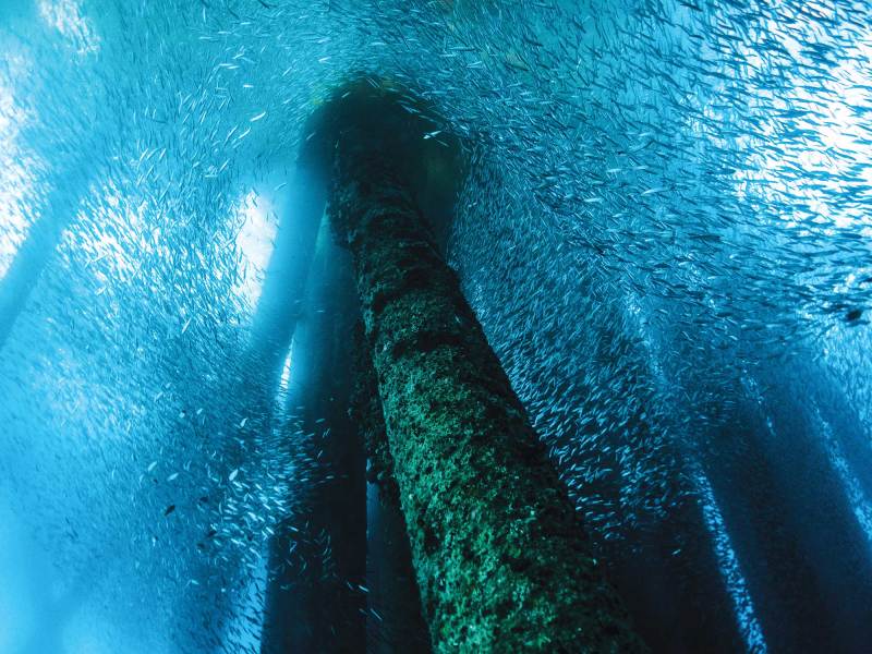 SWS1024-Oil-Rigs-1 School of fish around structure