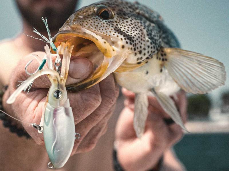 SWS1024-Squid-1 Spotted bass caught on squid lure