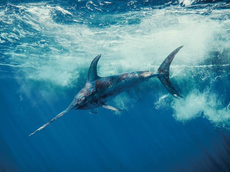SWS1024-Winter-Bites-1 Swordfish near the boat