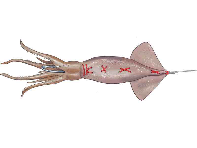 An illustration of a whole squid sewn around a hook as a swordfish bait.
