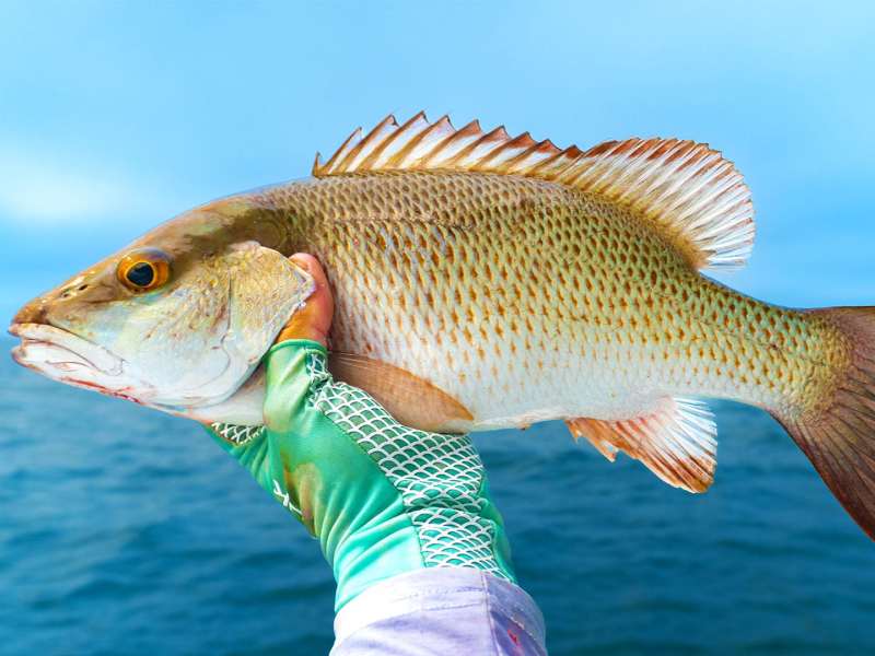 SWS1124-Mangrove-2 Mangrove snapper on the boat