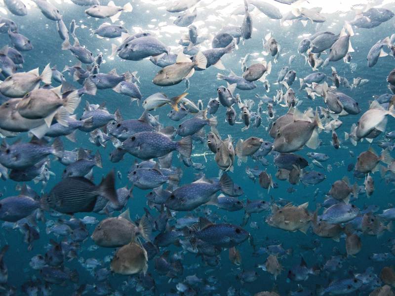 Fish under pallet in the ocean