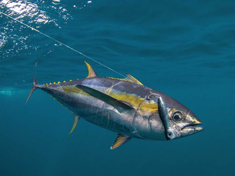 SWS1124-PSF-IMG7654-AdrianGray Yellowfin tuna in the Gulf of Chiriqui
