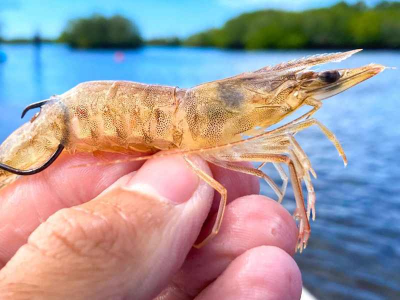 SWS1124-live-shrimp-redfish-2 Live shrimp on a hook