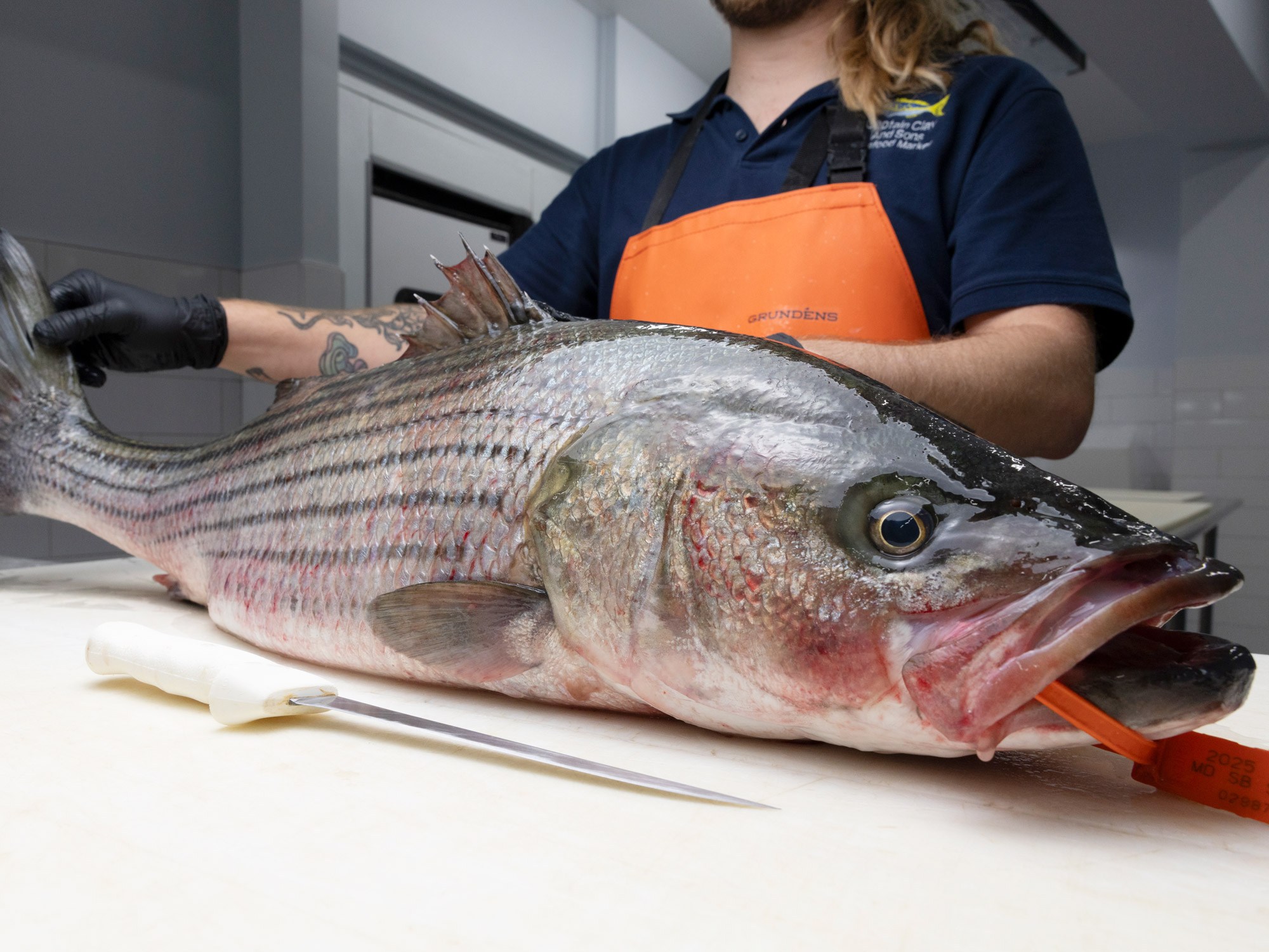 Striffer Fish How to Fillet a Striper in 5 Steps I Salt Water Sportsman