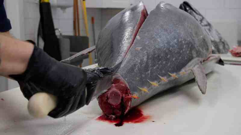 Remove a bluefin tuna high loin.