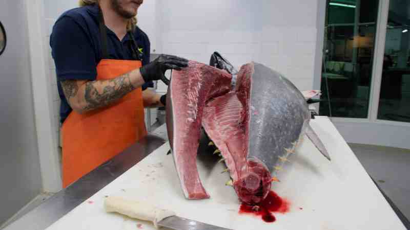 Fillet a bluefin tuna.