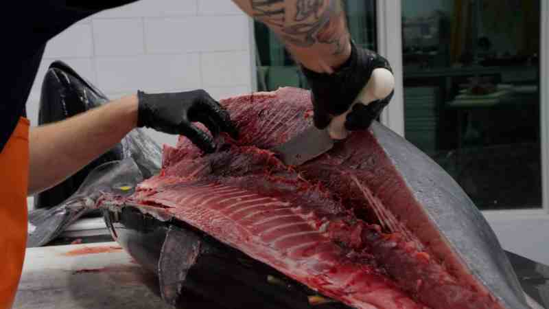 Removing bluefin tuna low loin.