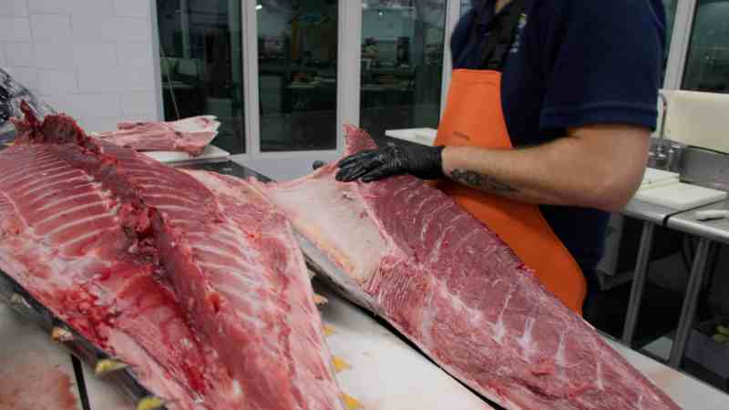 Fillet bluefin tuna low loin.