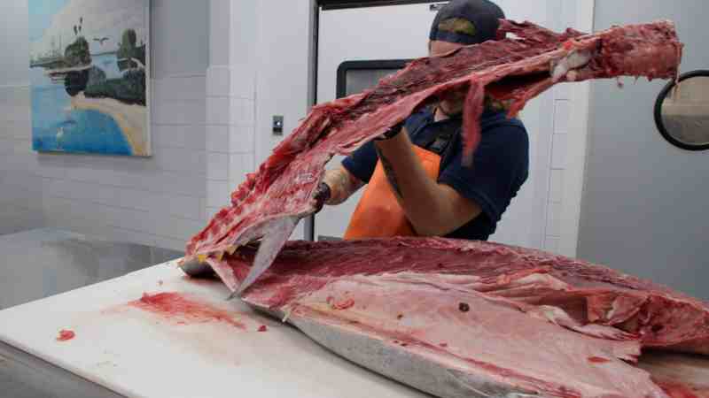 Fillet a bluefin tuna.