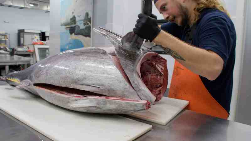 Removing bluefin tuna collar.