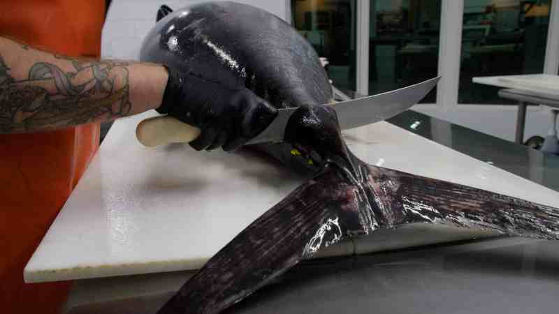 Removing a bluefin tuna's tail.