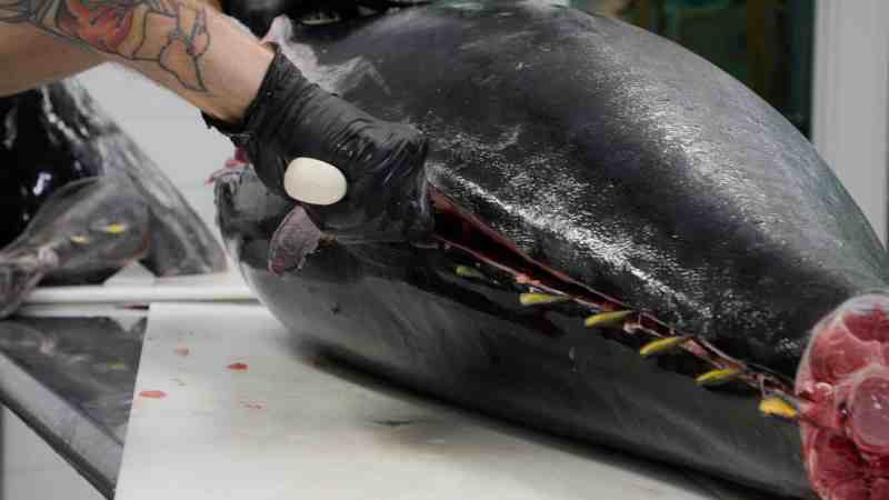 Filleting a bluefin tuna.