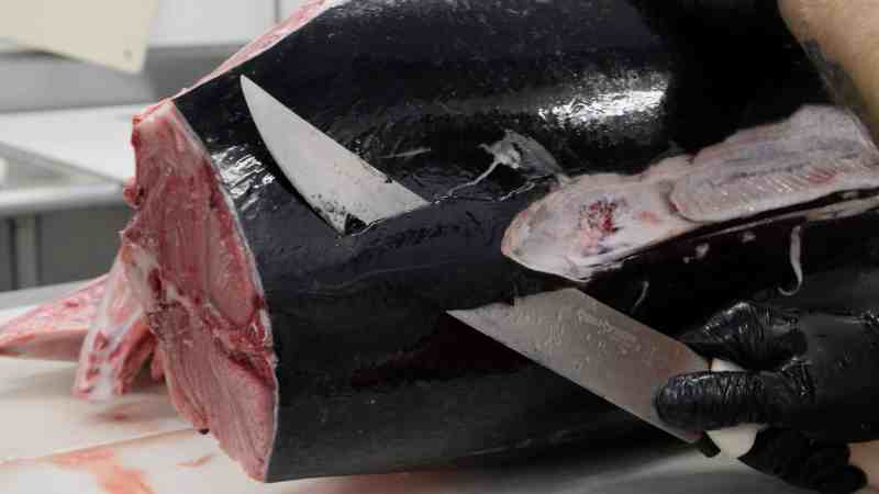 Shaving bluefin tuna skin.