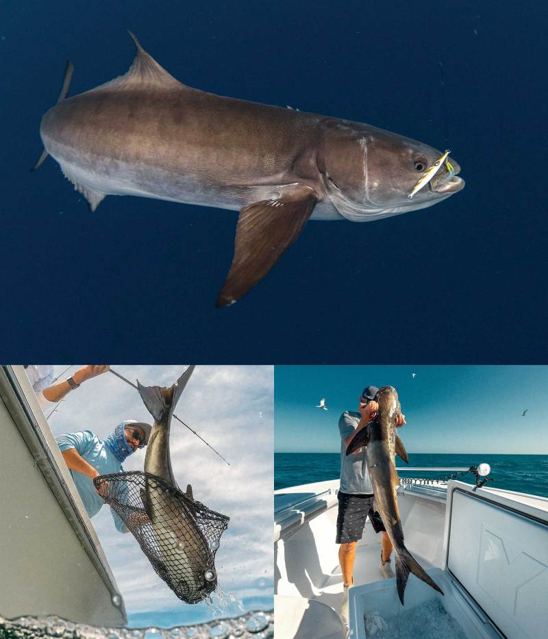 Cobia caught in different locations