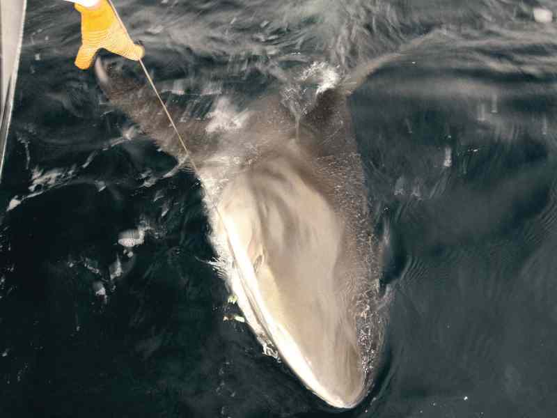 Shark on the line