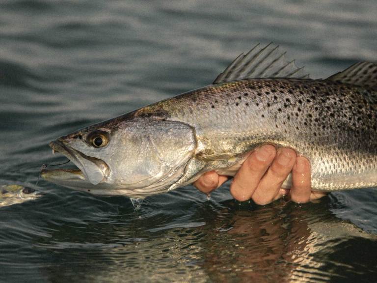 SWS325-Seatrout-1 Speckled trout caught on live bait