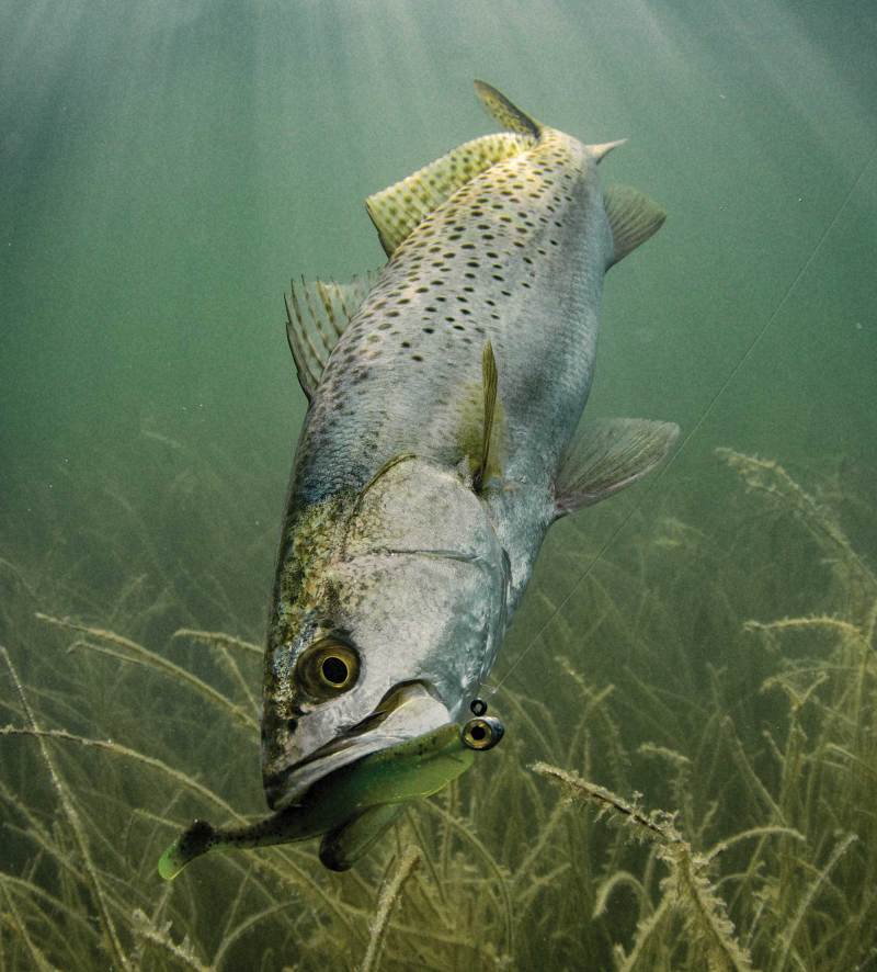 Seatrout caught in Texas