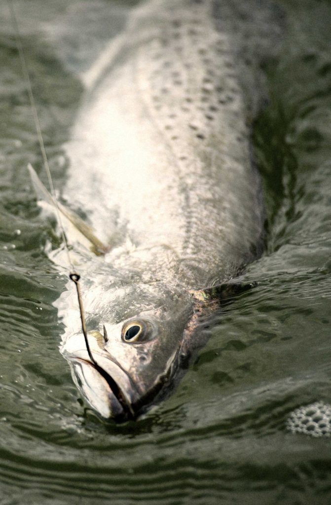 Texas seatrout being reeled in