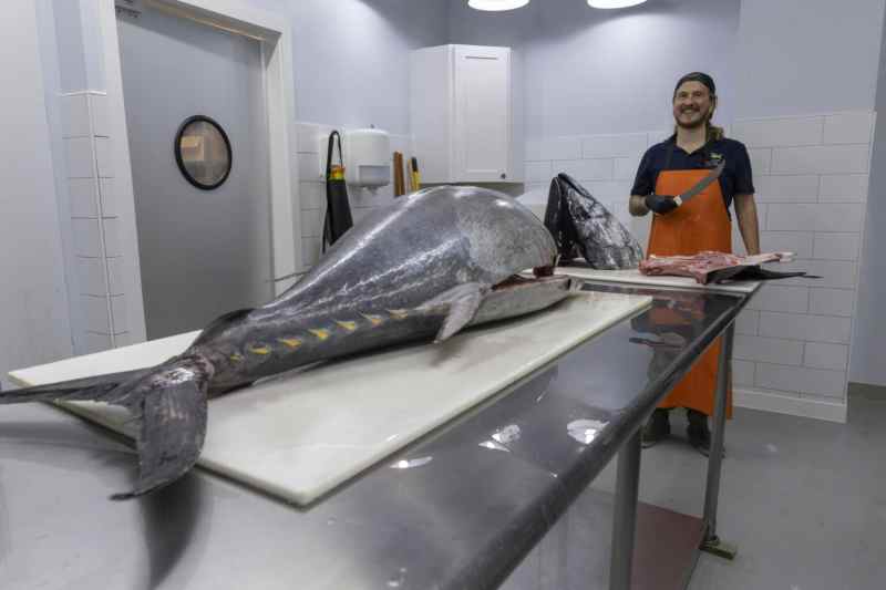 Large bluefin tuna on the slab