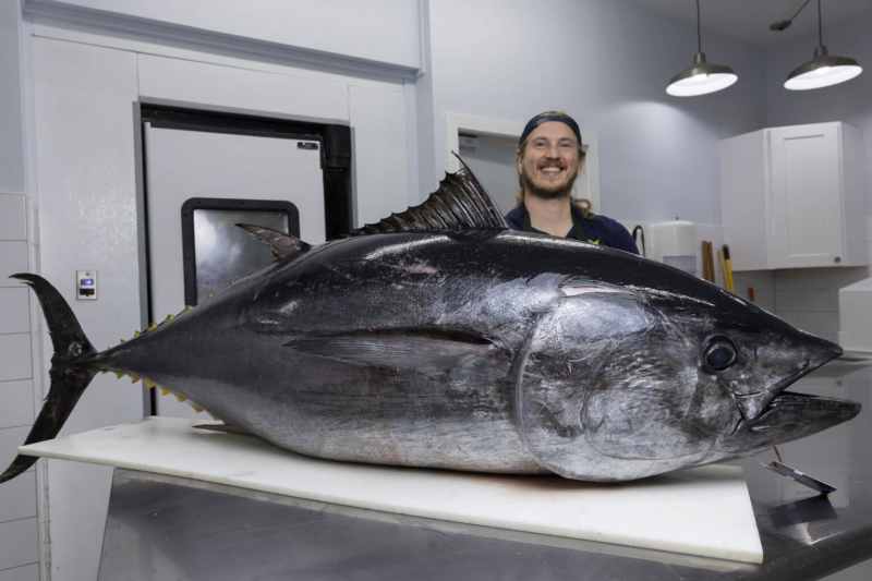 Fishmonger Reed Brand getting ready to fillet bluefin tuna