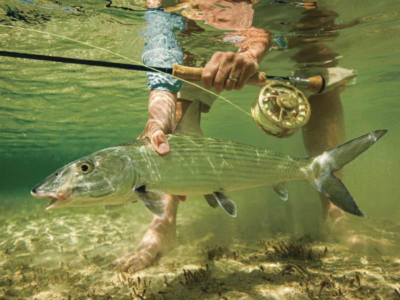 Releasing a bonefish