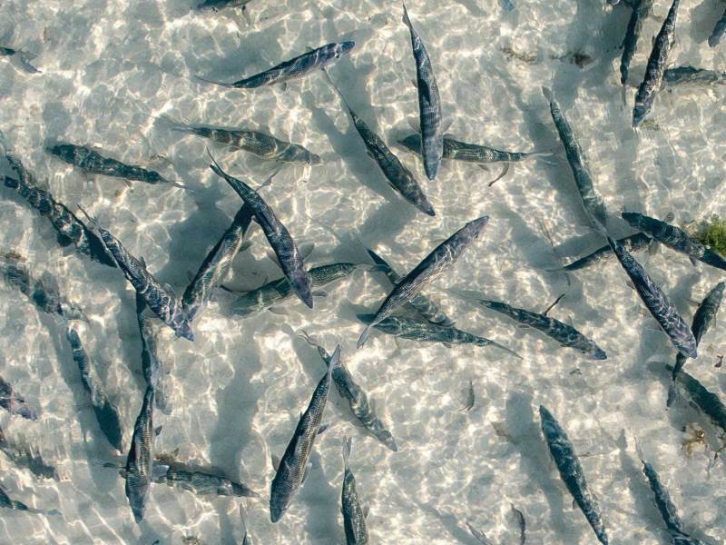 School of bonefish