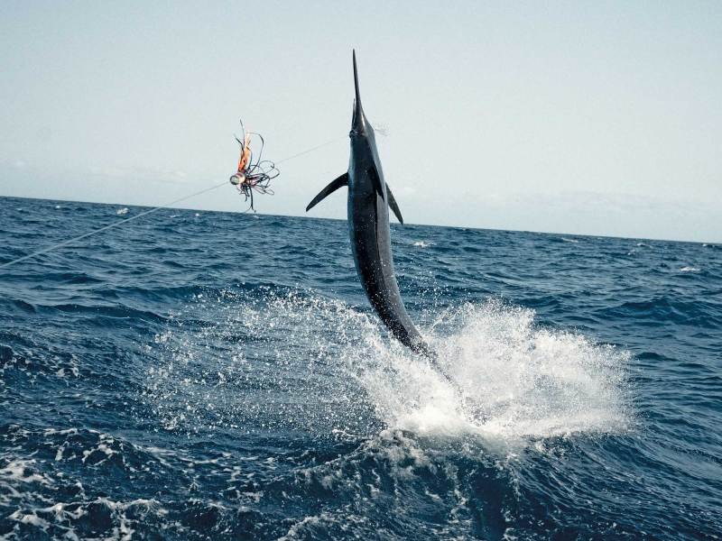 SWS425-High-Speed-Lures-1 Billfish hooked and jumping