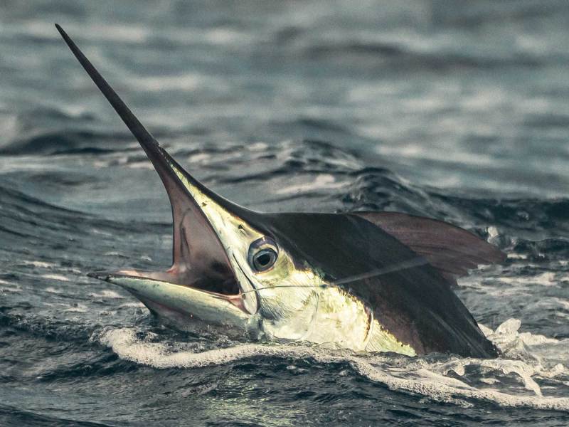 SWS425-Ocean-City-White-marlin-3 White marlin hooked up