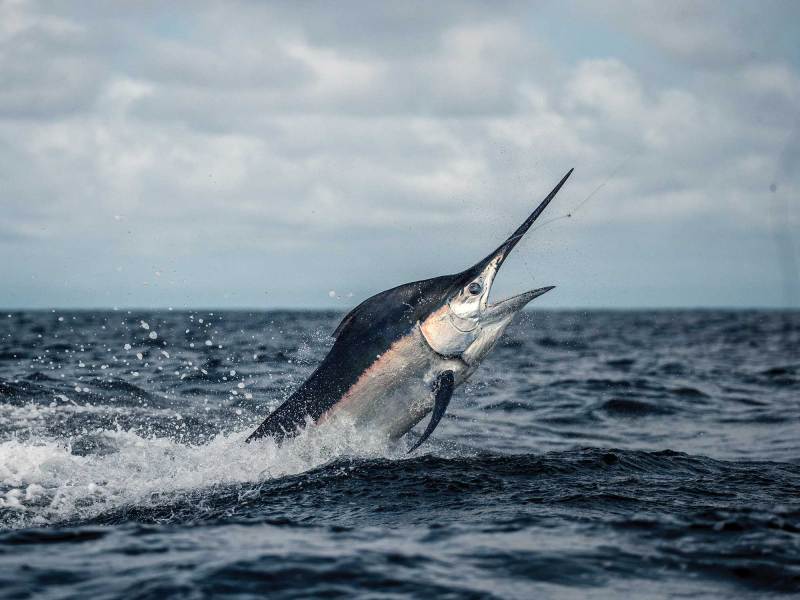 Billfish off South Carolina