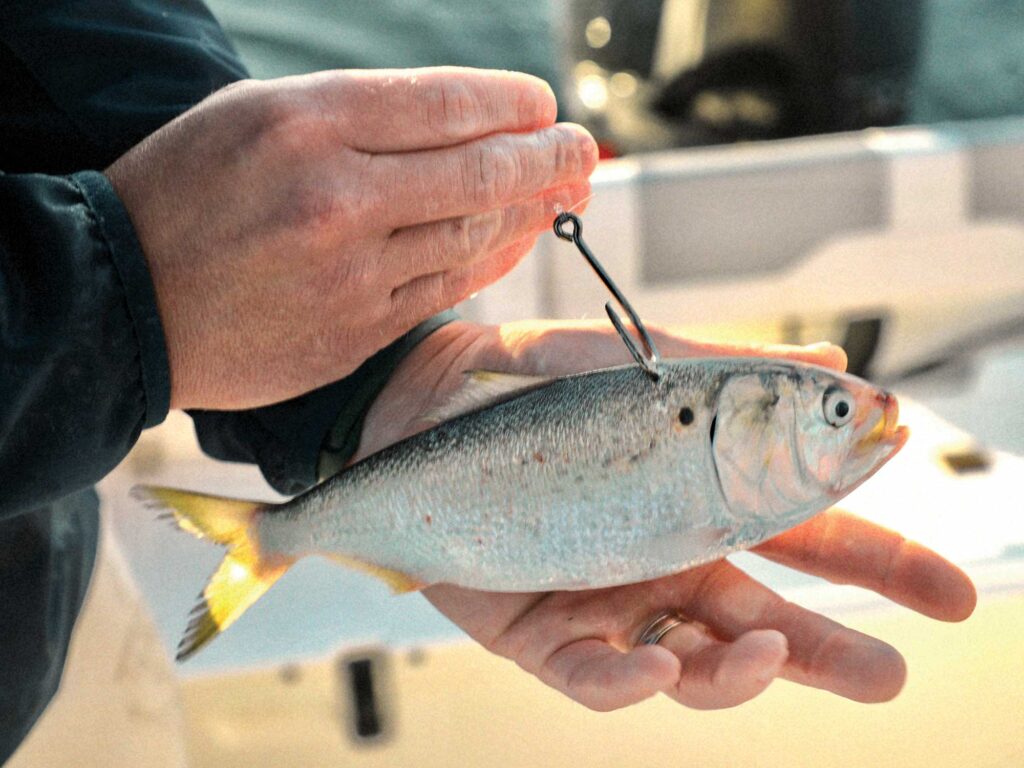 Bunker for catching striped bass