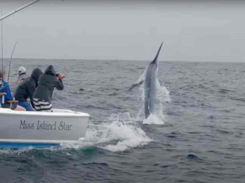 FSH525-Key-West-Billfish Billfish jumping in the Keys