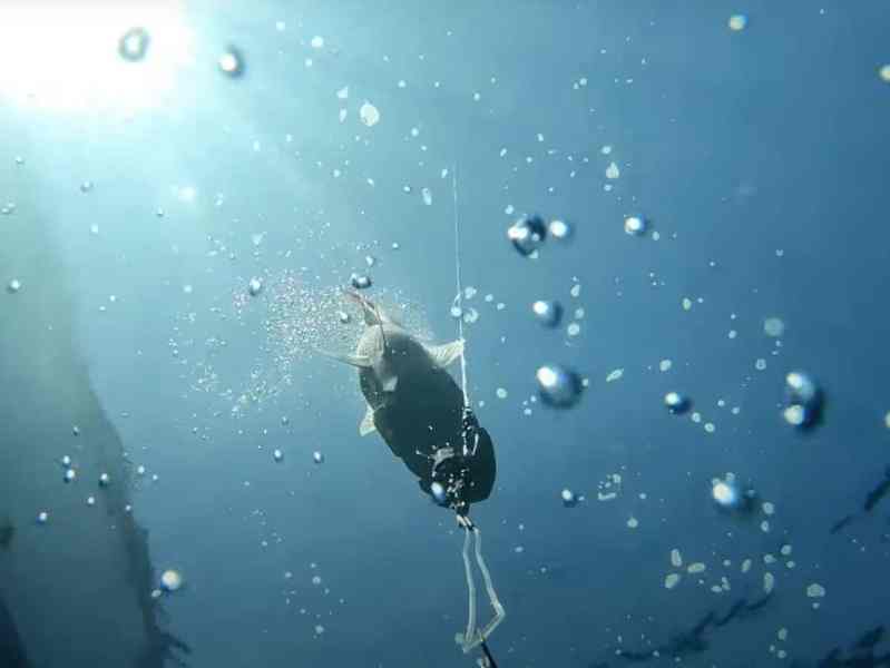 FSH525-Keys-Islamorada Return ‘Em Right device on reef fish