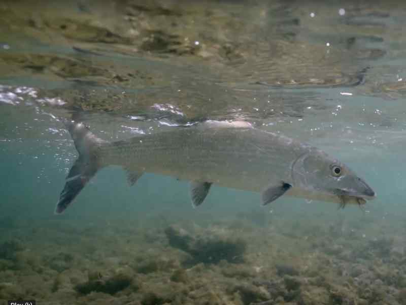 FSH525-Keys-Marathon Bonefish in the Keys