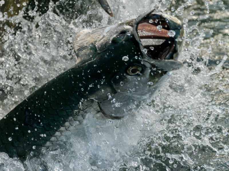 A large tarpon leaps from the water.