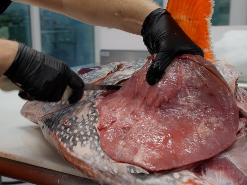 Removing the abductor muscle from an opah.