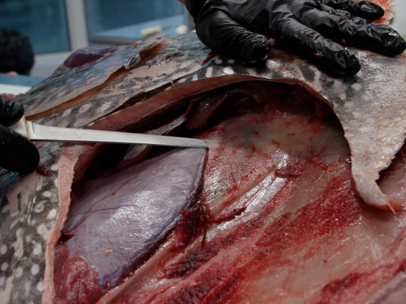 Removing and Opah's adductor muscle.